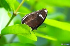 夏休み中の生物園～xxiii
