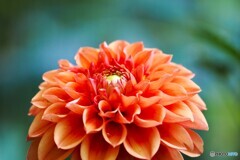 先日、見たダリア～ⅱ