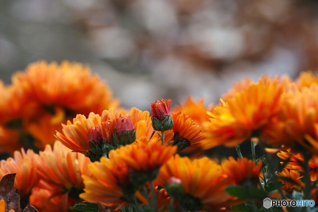 見守られて咲く