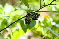 蝶の里公園～xvii