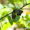 蝶の里公園～xvii
