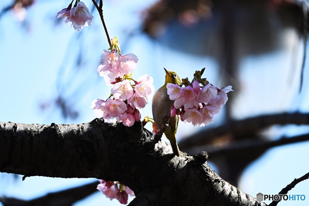 弥生の桜～xvii