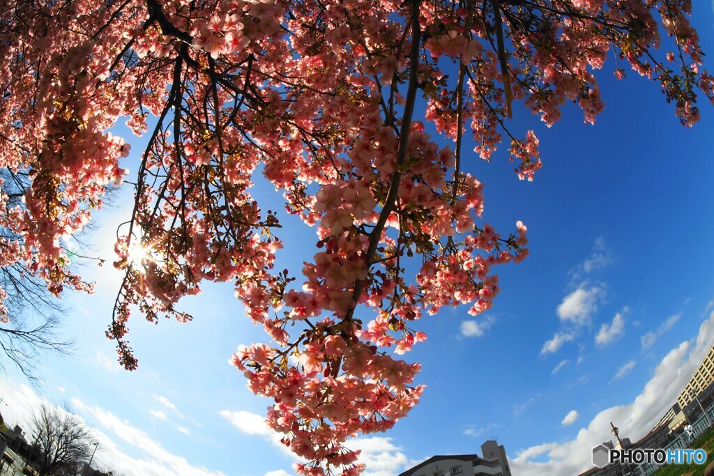 ２月の春～ⅶ