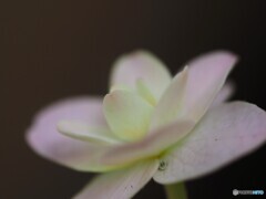 皐月のベランダ花～Ⅹ