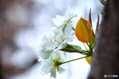 花梨
