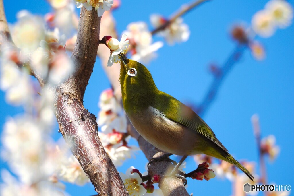梅もまだウメ～