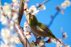 梅もまだウメ～