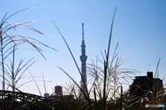 秋の隅田川河川