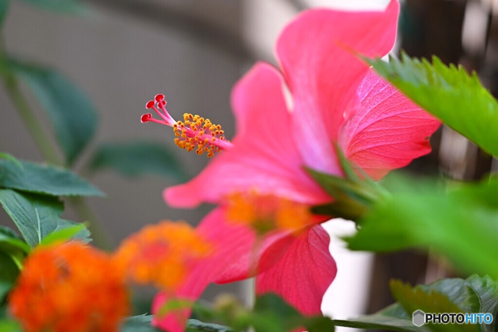 一日だけ楽しめる花