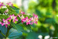 梅雨花～ⅱ