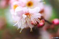 薄ピンクの梅花