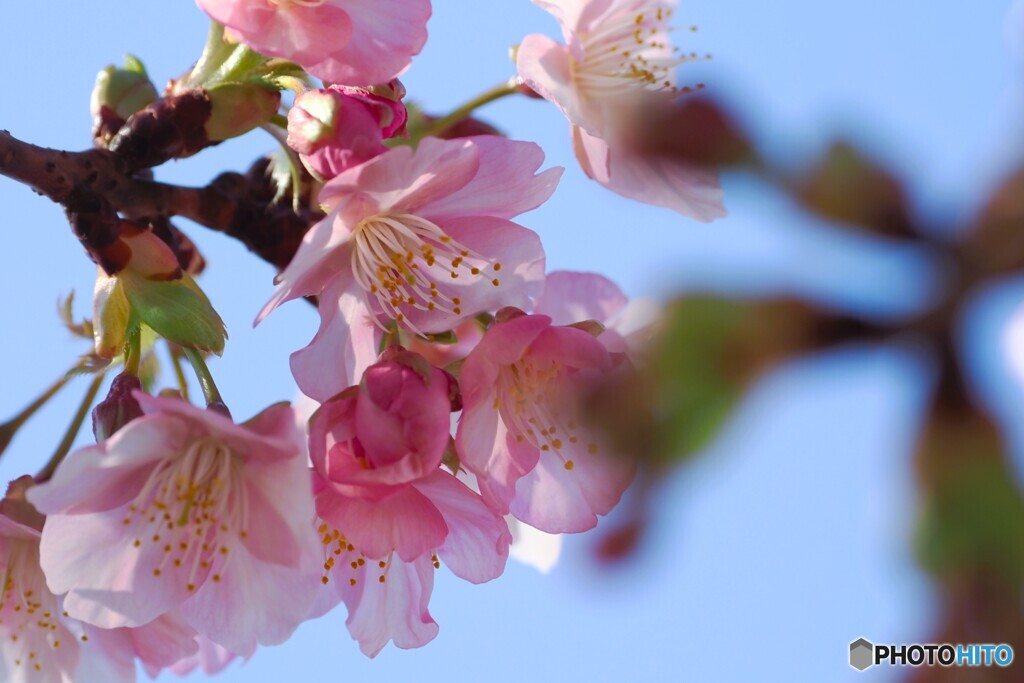 ２０２６桜咲く