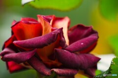 春薔薇の旧古河庭園～ⅶ