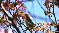 一昨日逢えた野鳥～②