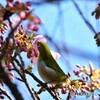 一昨日逢えた野鳥～②