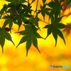 遅い秋色～ⅱ