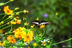 黄花と蝶達～ⅱ