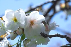汐入朱雀～ⅱ