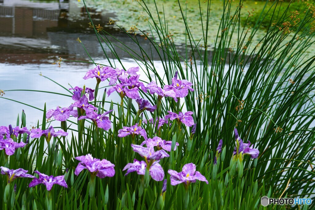 ２０２４堀切菖蒲園～ⅶ