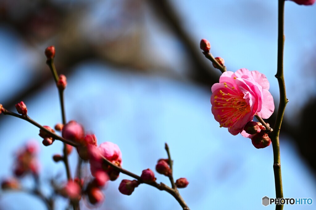 氏神様の春の兆し～ⅰ