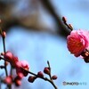 氏神様の春の兆し～ⅰ