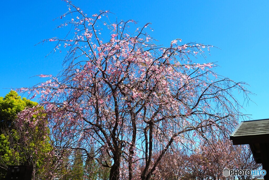 汐入枝垂れ桜～ⅲ