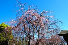 汐入枝垂れ桜～ⅲ