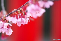 弥生の桜～xix