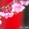 弥生の桜～xix