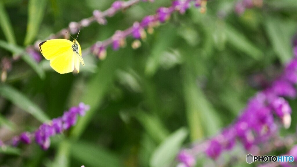 逃げないで～。