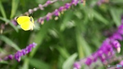 逃げないで~。 逃げないで~。