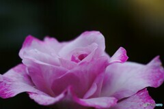 秋の旧古川庭園～xxiii
