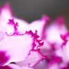 過ぎゆく年を見る花～①