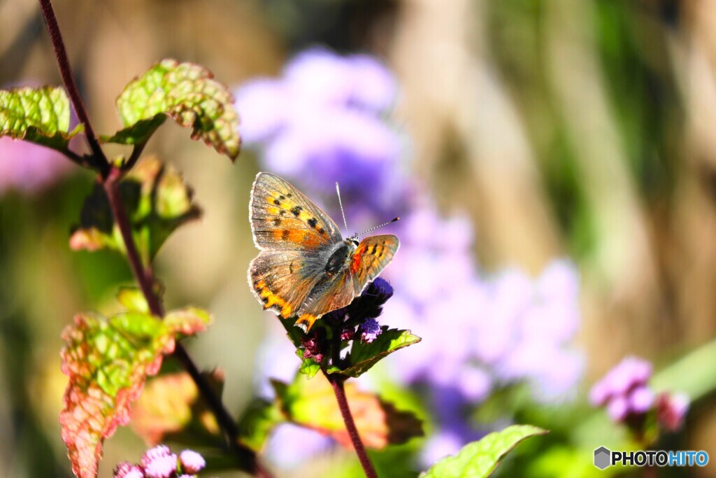 ハーブ園の紅シジミ