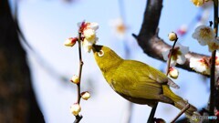 汐入野鳥～ⅳ