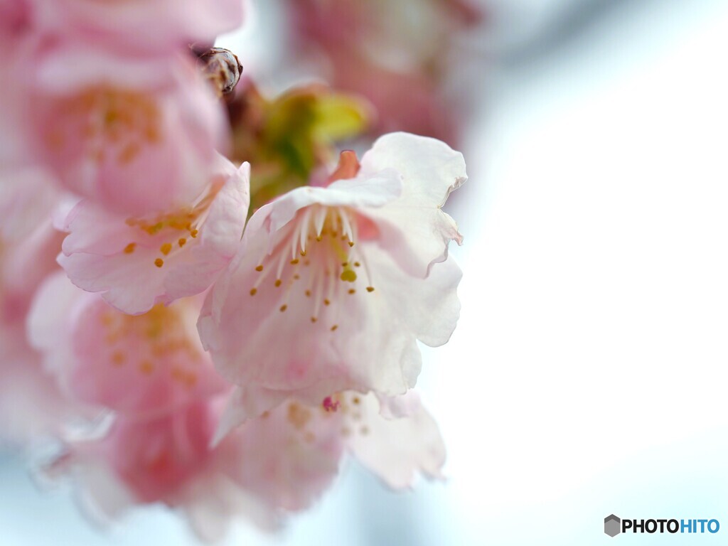 弥生の桜