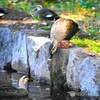 コミュニケーション