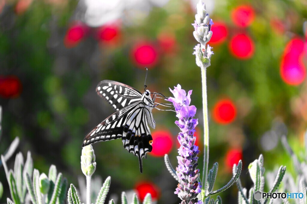 まだ会えるナミアゲハ