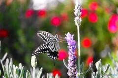 まだ会えるナミアゲハ