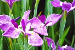 堀切菖蒲園２０２５～ⅶ