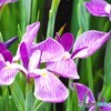 堀切菖蒲園２０２５～ⅶ