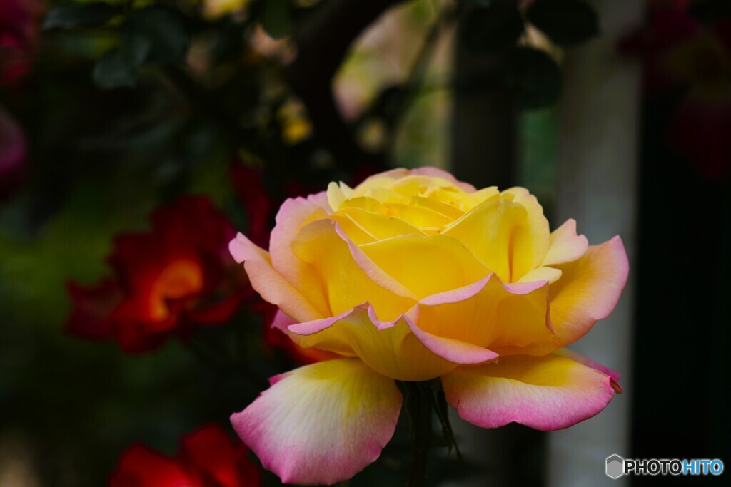 春薔薇の旧古河庭園～xv