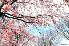 揺れる大寒桜～ⅲ