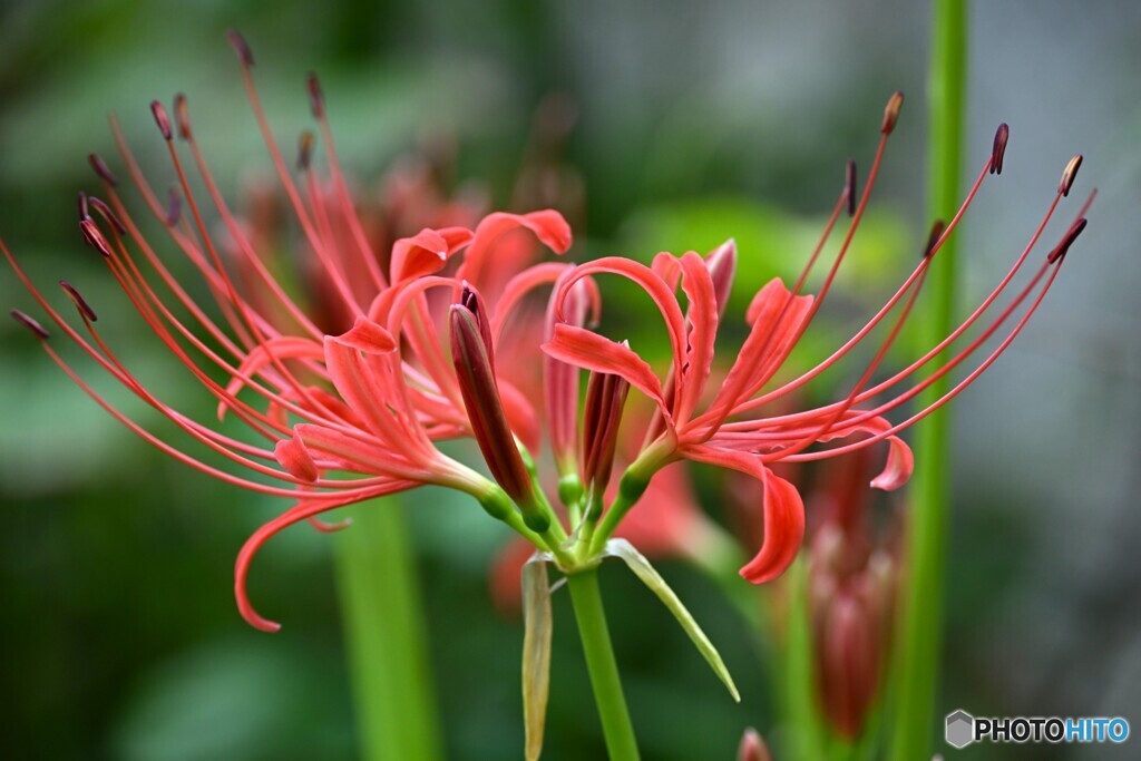 半開花の彼岸花