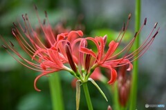 半開花の彼岸花