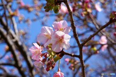２０２６桜咲く～ⅳ