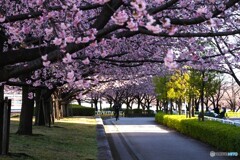 満開の汐入大寒桜～ⅱ
