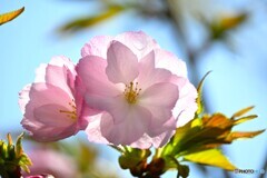 汐入牡丹桜