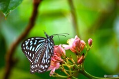 春の生物園～ⅵ