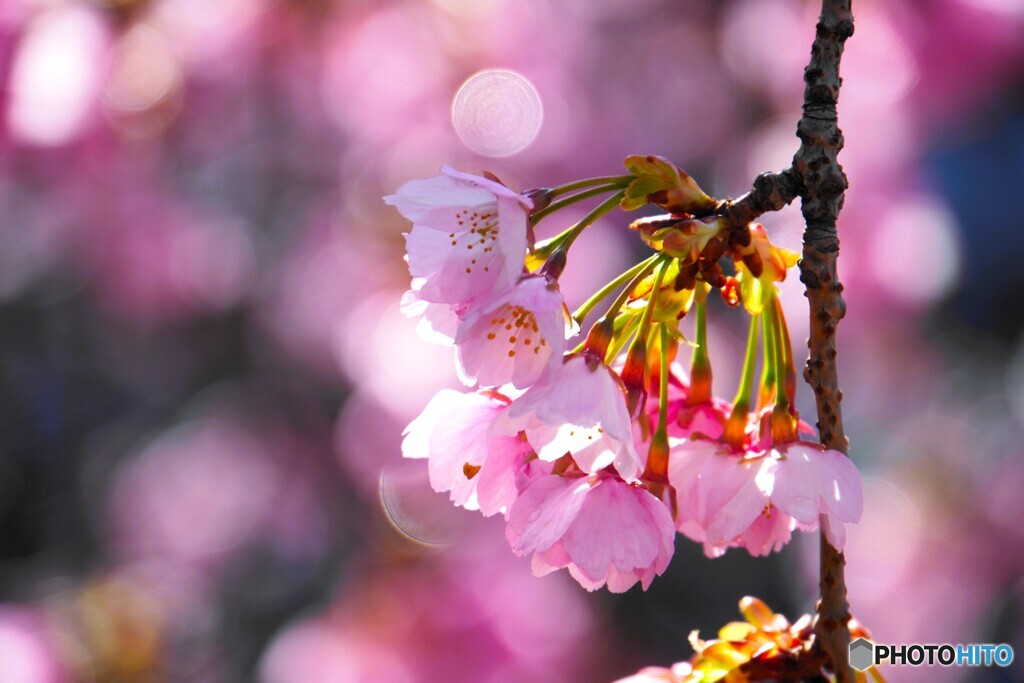 汐入大寒桜～ⅴ